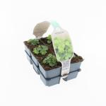 Alchemilla mollis