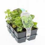 Alchemilla mollis