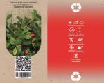 Cotoneaster pr. 'Queen of Carpets'