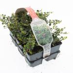 Cotoneaster pr. 'Queen of Carpets'