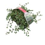 Cotoneaster pr. 'Queen of Carpets'