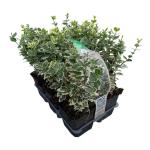Euonymus fort. 'Emerald Gaiety'