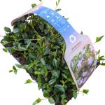 Vinca minor