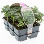 Pachysandra terminalis