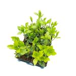 Pachysandra terminalis