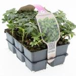 Pachysandra terminalis