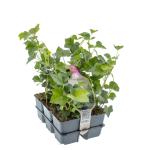 Hedera hibernica