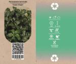 Pachysandra term. 'Green Sheen'