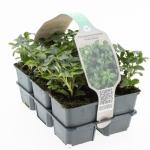 Pachysandra term. 'Green Sheen'