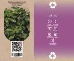 Pachysandra term. 'Green Carpet'