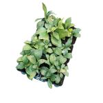 Pachysandra term. 'Green Carpet'