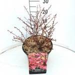 Berberis thunb. 'Rose Glow'