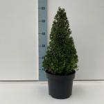 Ilex crenata 'Stokes', kegel