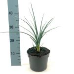 Kniphofia 'Mango Popsicle'