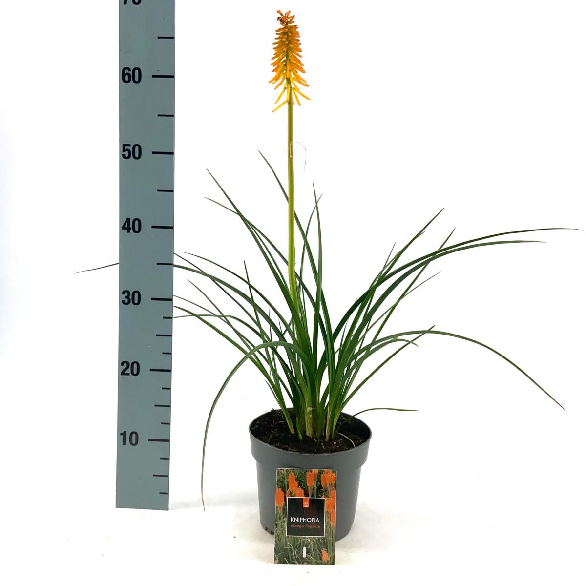 Kniphofia 'Mango Popsicle'