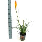 Kniphofia 'Mango Popsicle'