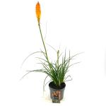 Kniphofia 'Mango Popsicle'