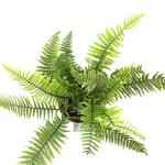 Dryopteris wallichiana