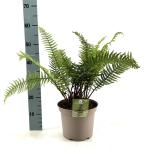 Dryopteris wallichiana