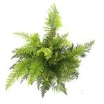 Polystichum braunii