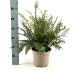 Polystichum braunii