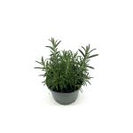 Rosmarinus officinalis