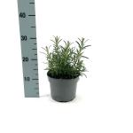 Rosmarinus officinalis