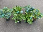 Hosta Gemengd