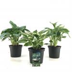 Hosta Gemengd
