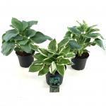 Hosta Gemengd