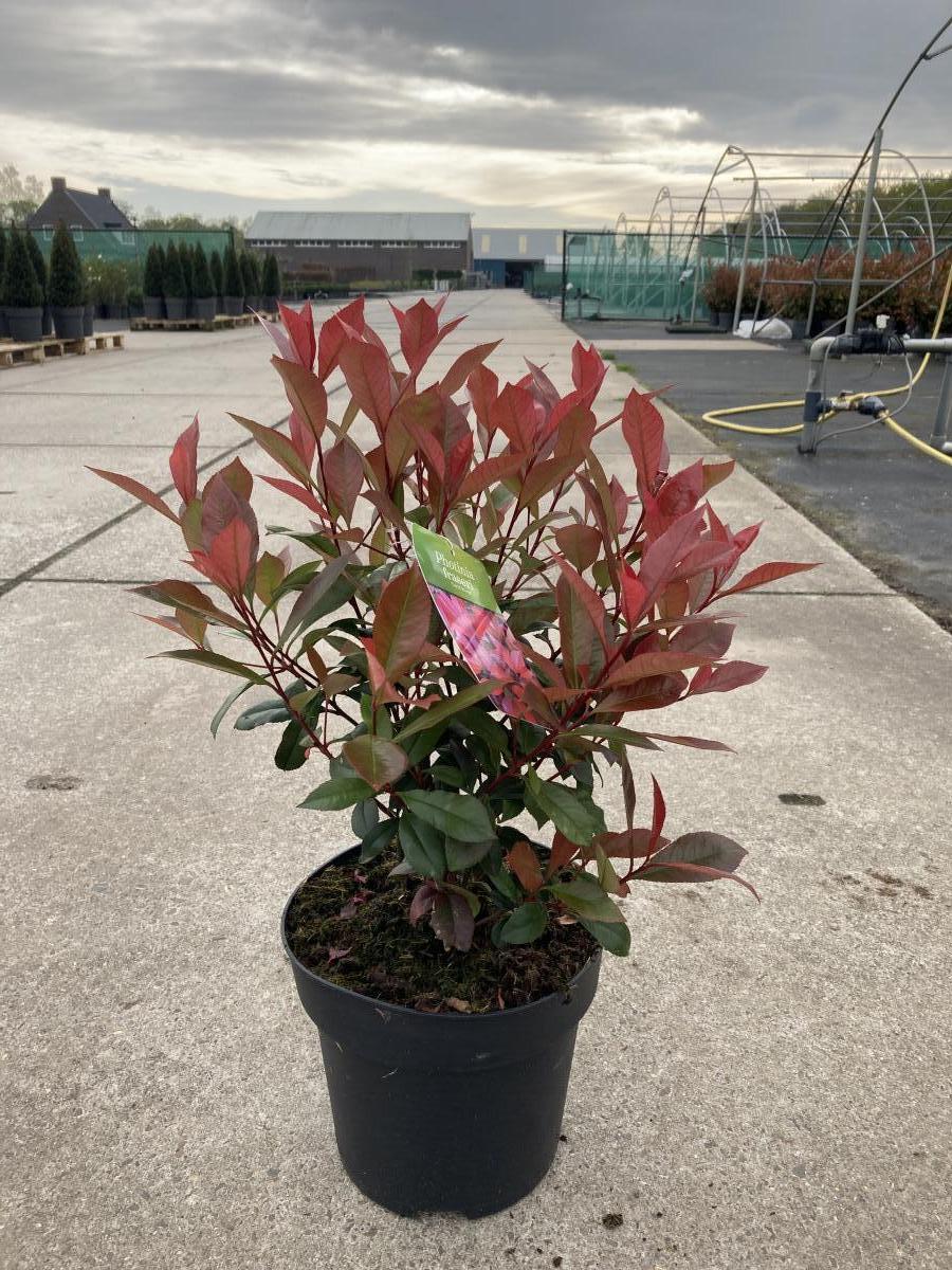 Photinia fraseri Carré Rouge