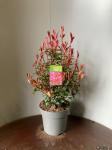 Photinia fraseri Carré Rouge