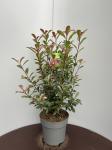 Photinia fraseri Carr&eacute; Rouge