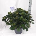 Hydrangea m. 'Marina', blauw