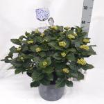 Hydrangea m. 'Marina', blauw