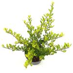 Ilex crenata 'Golden Rock'