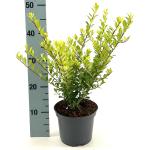 Ilex crenata 'Golden Rock'