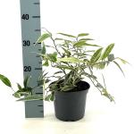 Leucothoe f. Whitewater