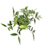 Leucothoe f. Whitewater