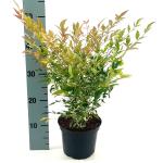 Nandina d. 'Twilight'