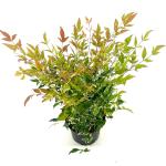 Nandina d. 'Twilight'