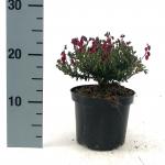 Daboecia c. 'Angelina'
