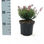 Daboecia c. 'Rosella'