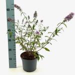Buddleja d. 'Empire Blue'