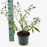 Buddleja d. 'Ile de France'