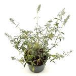 Buddleja d. 'Nanho White'
