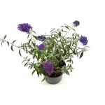 Buddleja d. 'Nanho Purple'