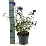 Buddleja d. 'Nanho Purple'