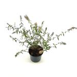 Buddleja d. 'White Bouquet'