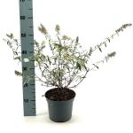 Buddleja d. 'White Bouquet'